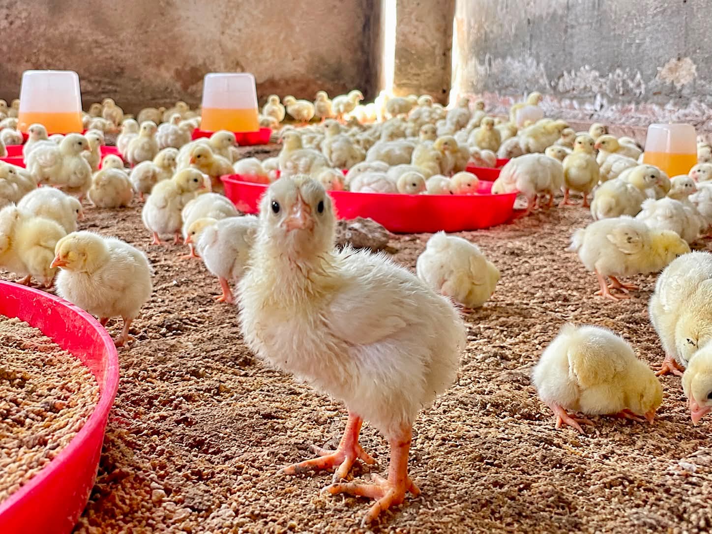 Day-old layer chicks
